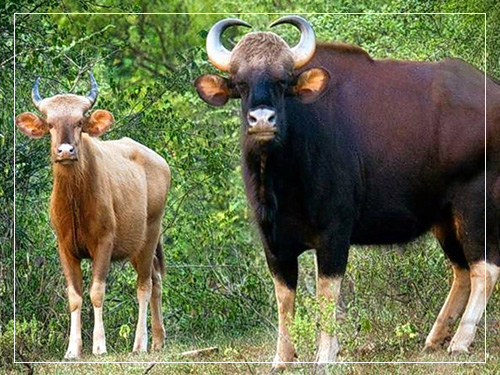 kudremukh_national_park